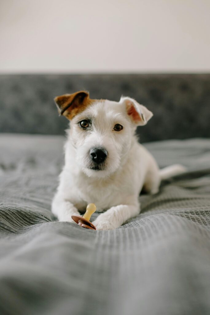 Adorable Jack Russell Terrier on a bed with a pacifier, capturing a cute moment.
