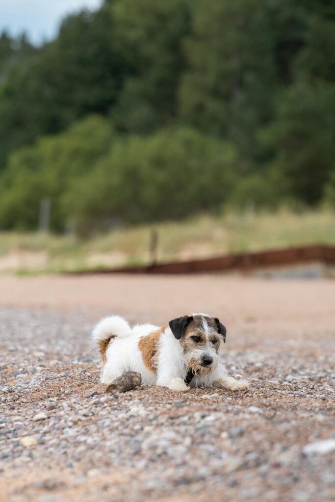 Adorable Jack Russell Terrier enjoying playtime on a sandy beach in Latvia.
